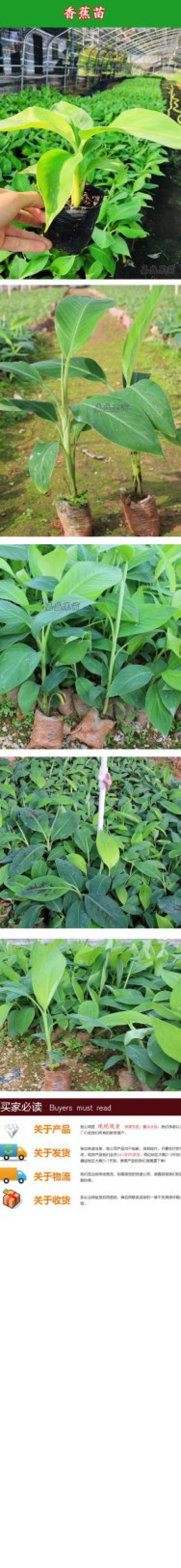 香蕉树苗南方四季苹果蕉红皮矮化芭蕉抗寒室内盆栽种植水果树