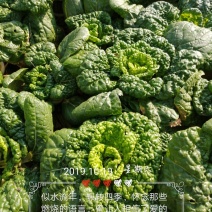 黄心乌