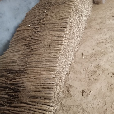 白万亩小白嘴山药