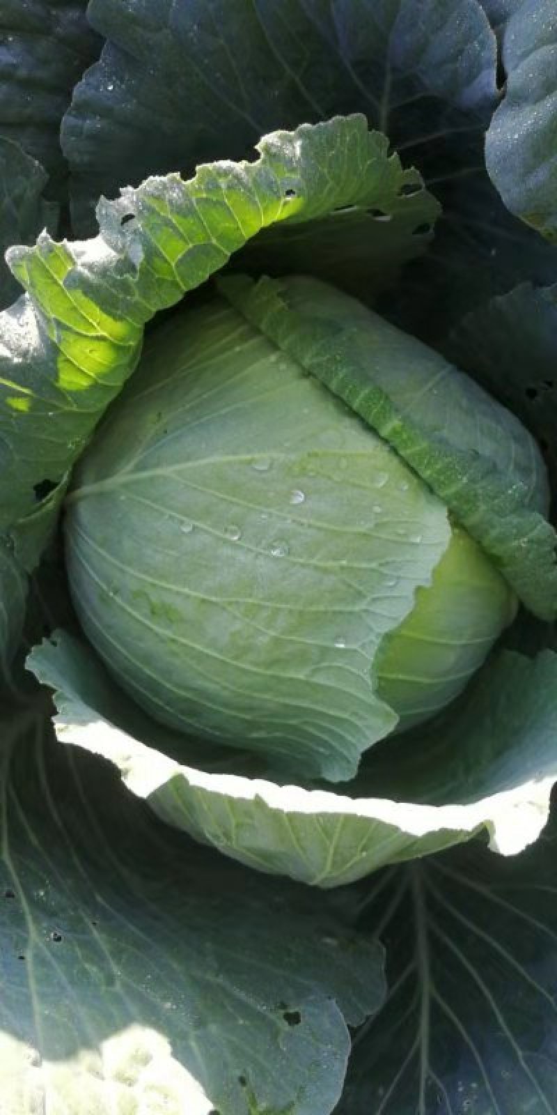 梅干菜，包菜干，卷心菜干干净无泥沙（包邮）。