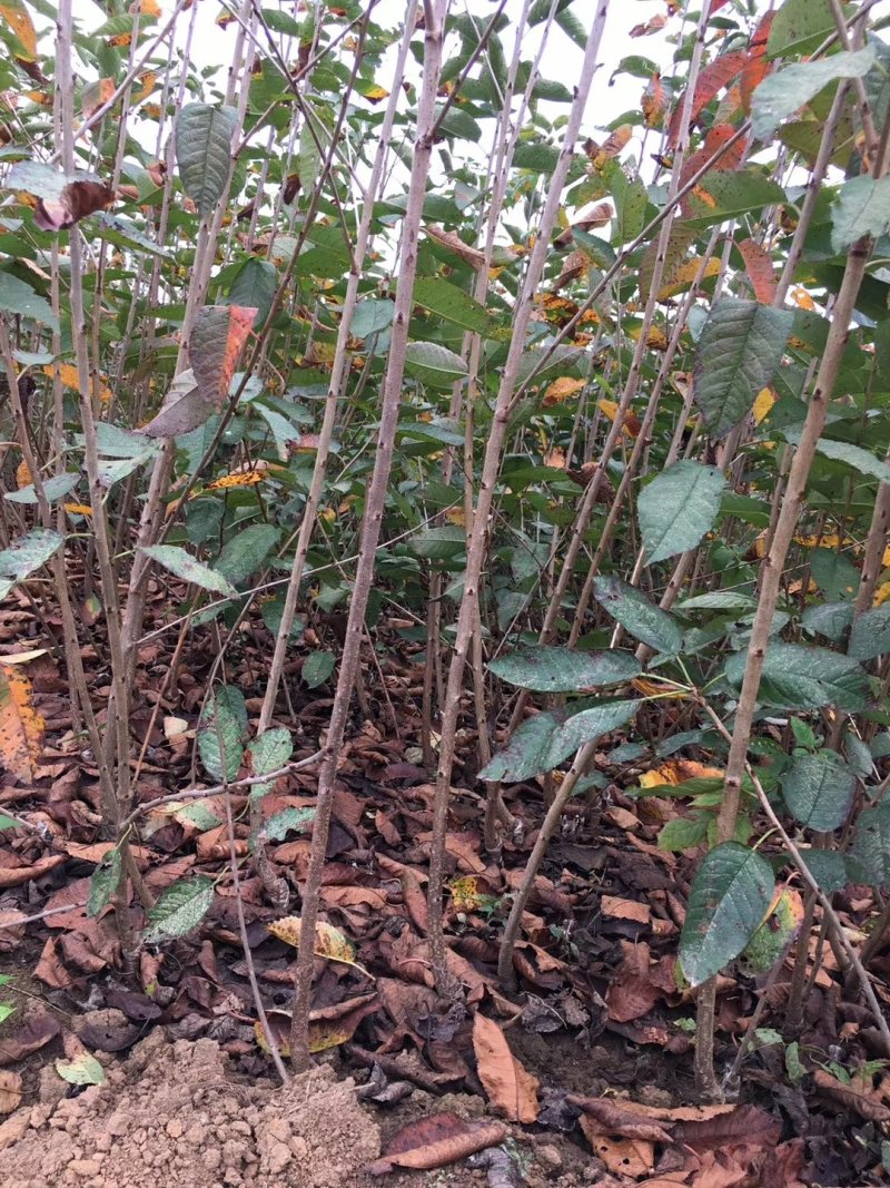 美早车厘子大樱桃树苗免费提供种植技术