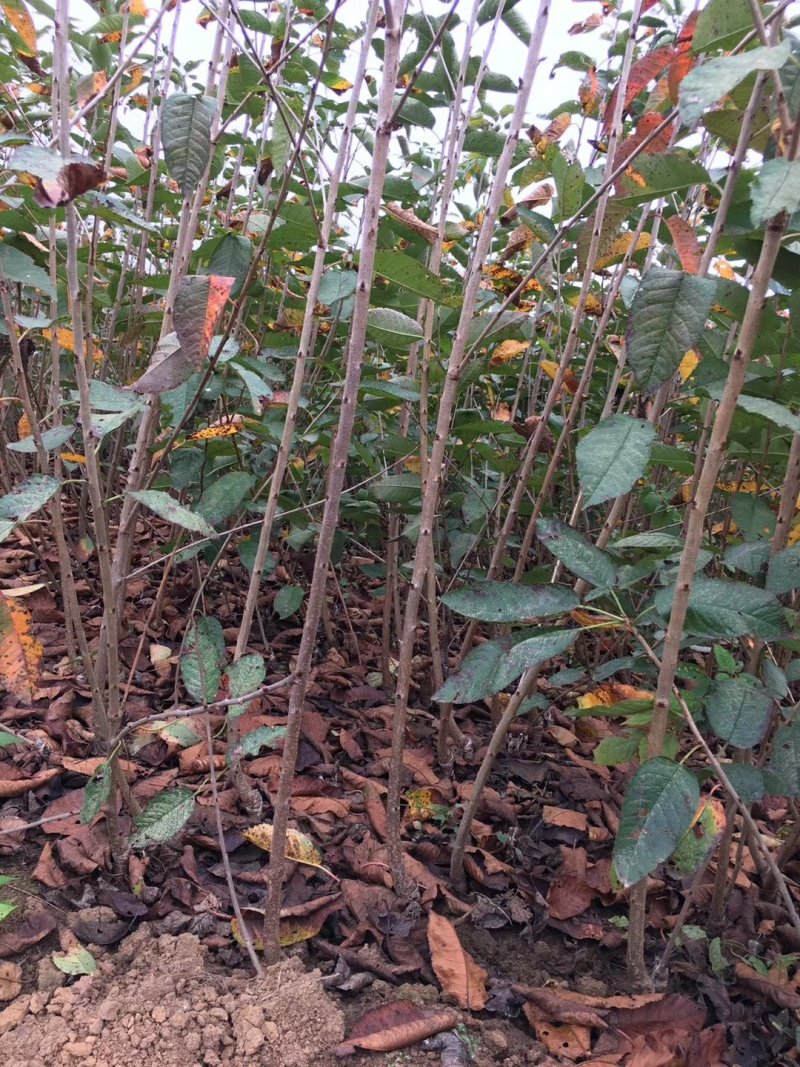 美早车厘子大樱桃树苗免费提供种植技术
