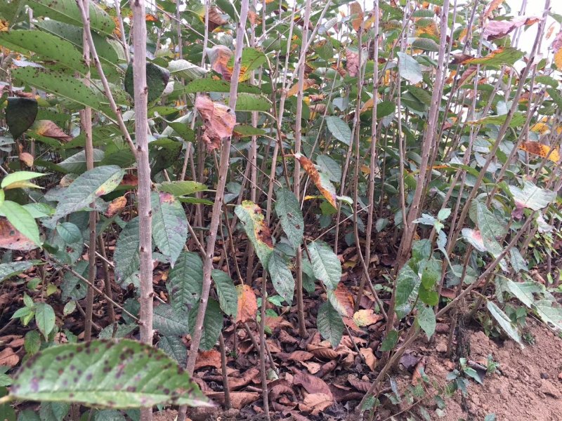 美早车厘子大樱桃树苗免费提供种植技术