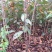 美早车厘子大樱桃树苗免费提供种植技术