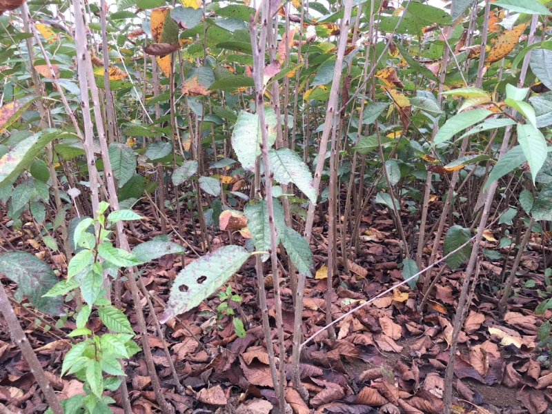 美早车厘子大樱桃树苗免费提供种植技术