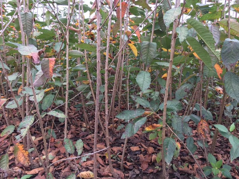 美早车厘子大樱桃树苗免费提供种植技术