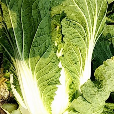 蔬菜