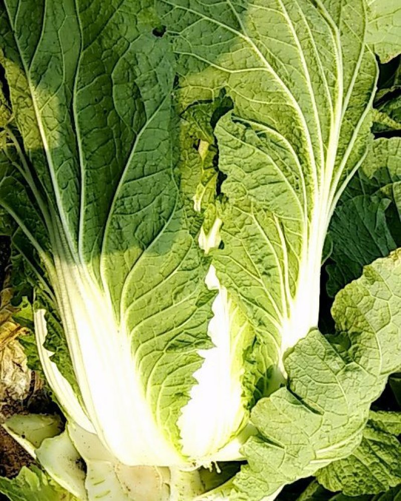 蔬菜