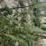 无土栽培高口感番茄