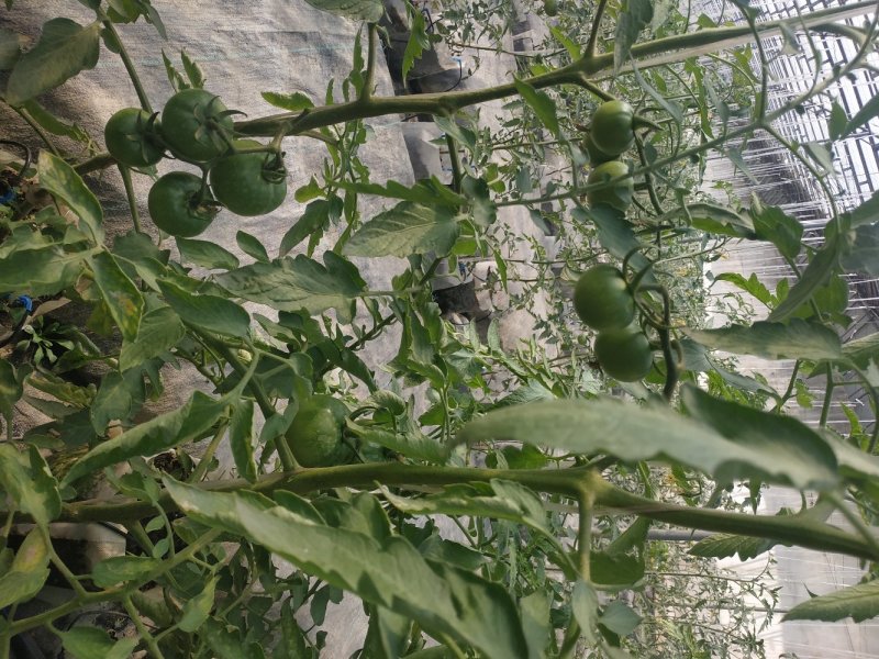 无土栽培高口感番茄