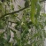 无土栽培高口感番茄