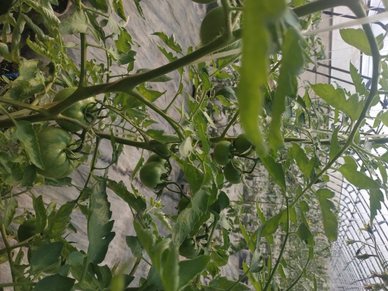 无土栽培高口感番茄