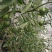 无土栽培高口感番茄