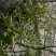 无土栽培高口感番茄