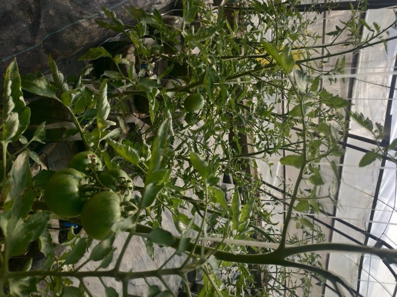 无土栽培高口感番茄