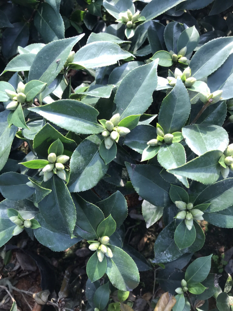 茶花五色赤丹，一树开多颜色的茶花，花开品非常漂亮