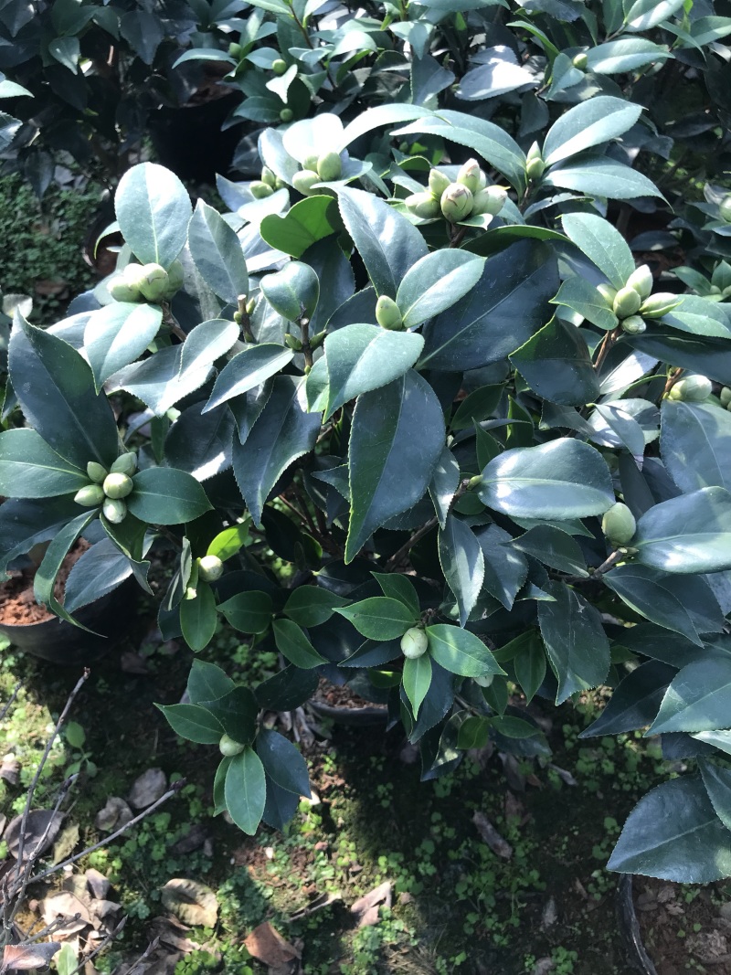 茶花五色赤丹，一树开多颜色的茶花，花开品非常漂亮