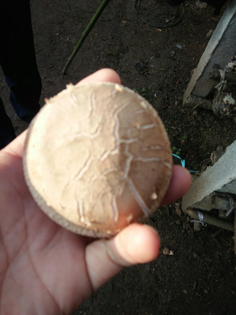 河南内乡春栽天然鲜菇现货大量供应，品质保证