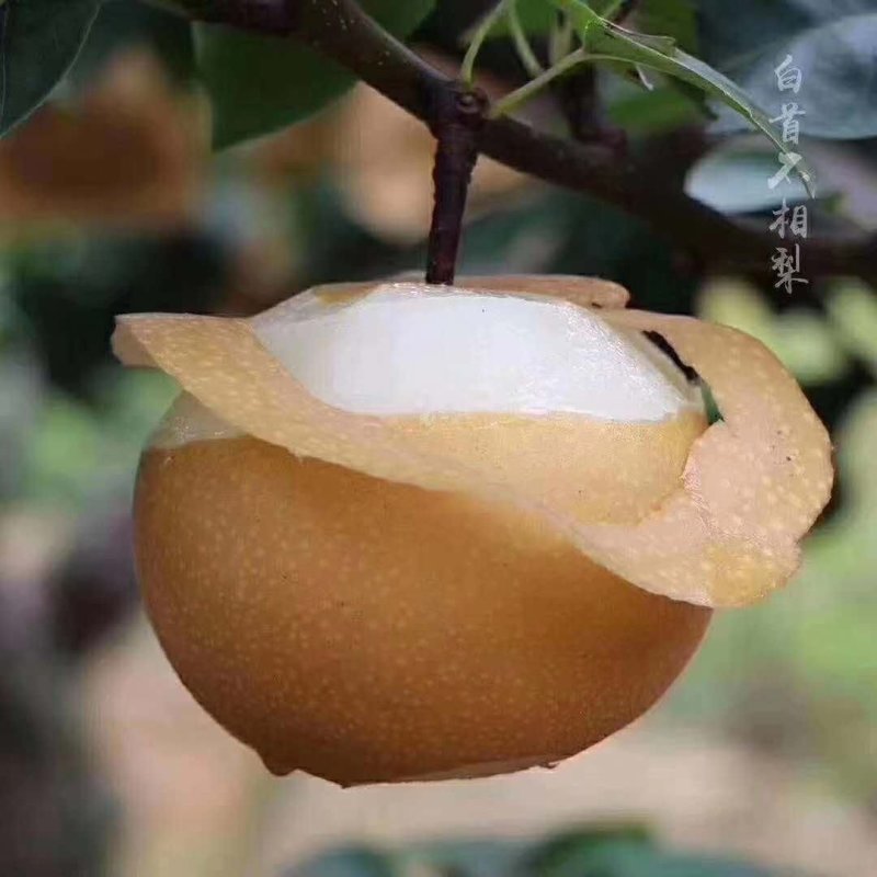 晚秋梨汁多甜量大价优