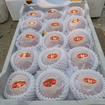 晚秋梨汁多甜量大价优