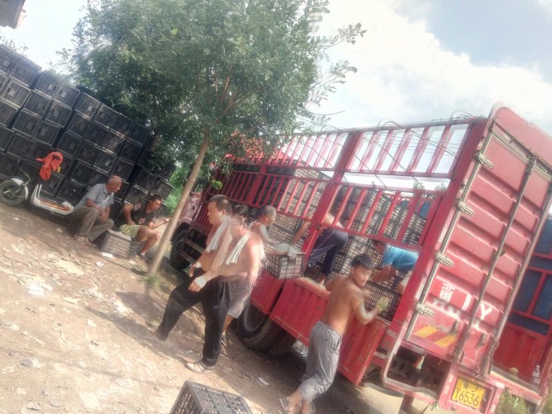 果园直发基地泊头果园名扬天下，谢～走板合做。