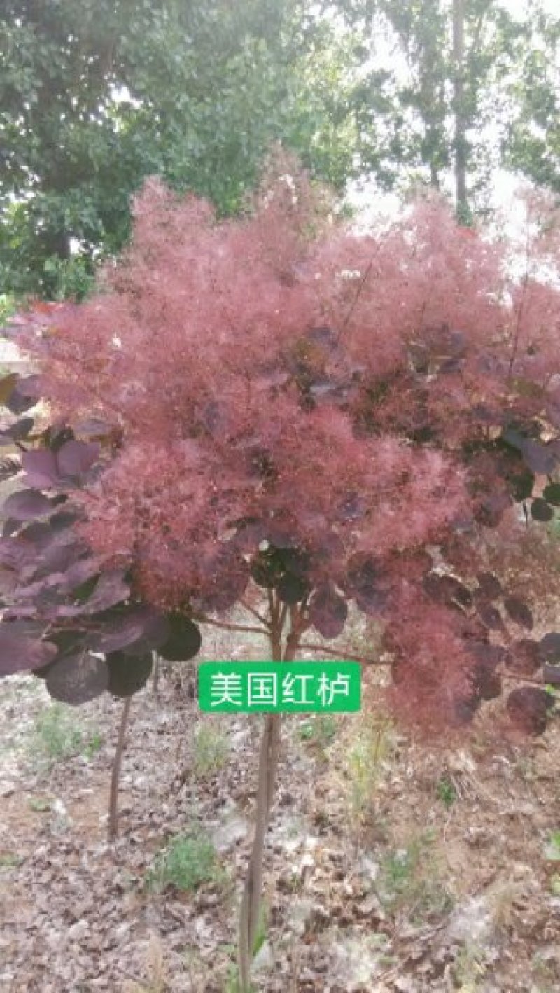 红栌专业培育美国红栌。各种规格的大小苗颜色纯根系好