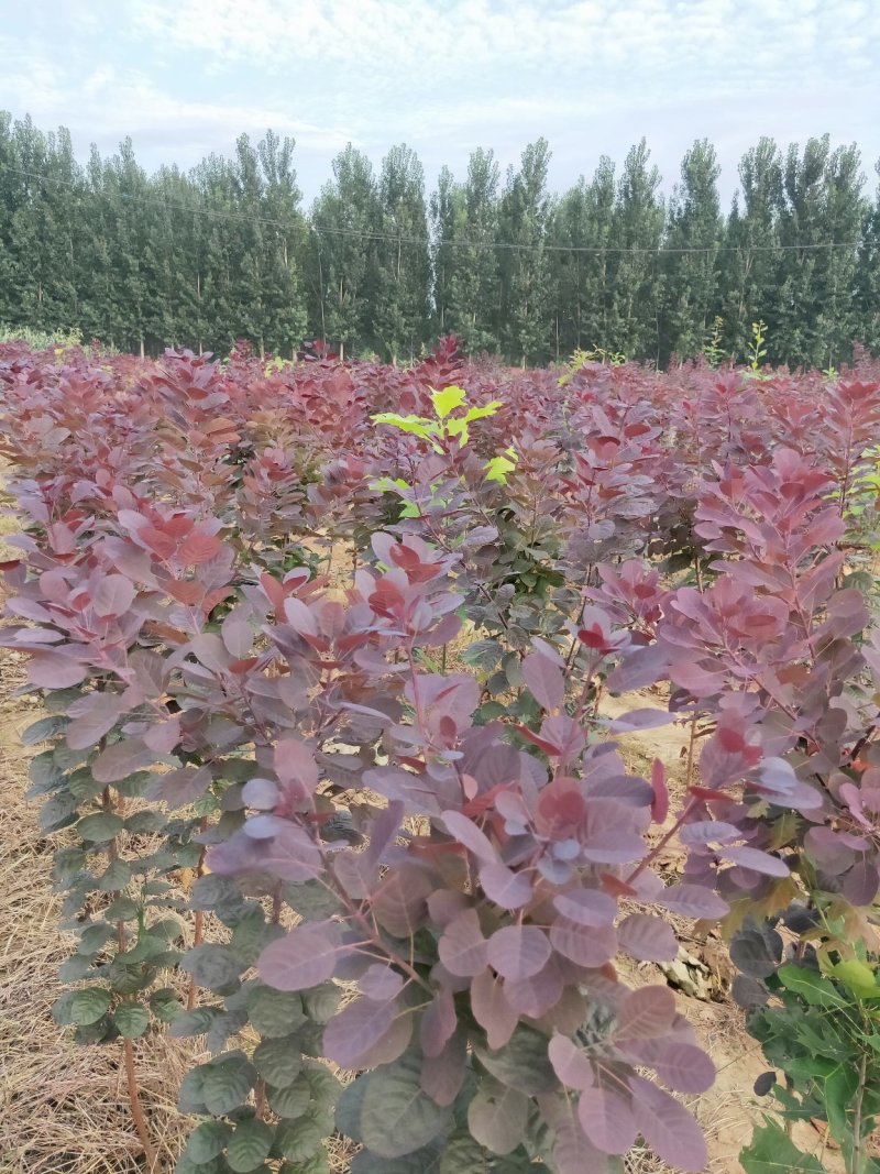 红栌专业培育美国红栌。各种规格的大小苗颜色纯根系好