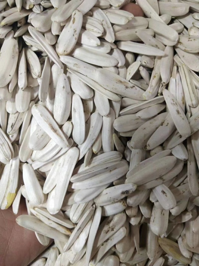 牙签瓜子，象牙瓜子，原味，五香，新货