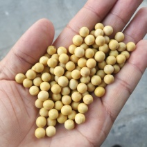 黄豆东北大豆！豆浆豆腐豆！各种档次可供参考线上价格