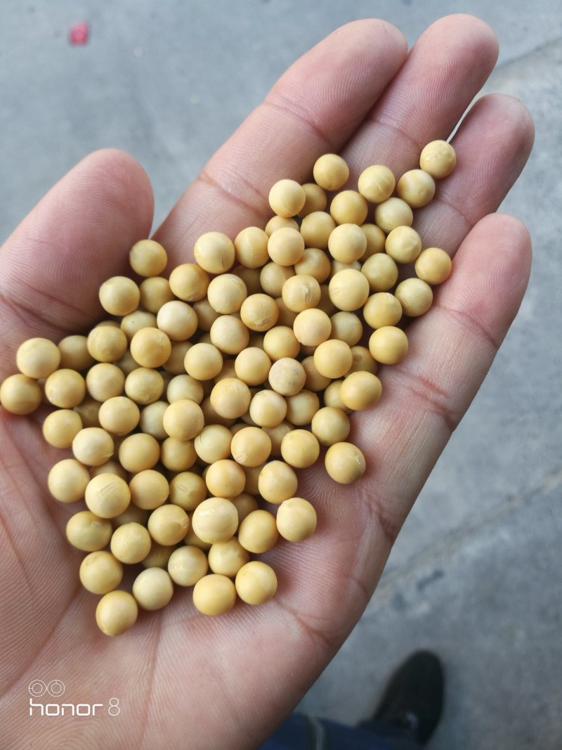 黄豆东北大豆！豆浆豆腐豆！各种档次可供参考线上价格