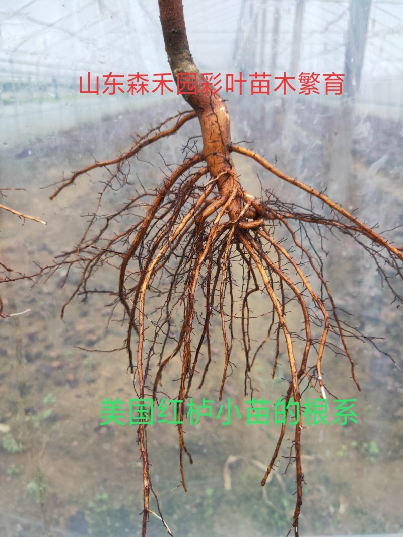 红栌专业培育美国红栌。各种规格的大小苗颜色纯根系好