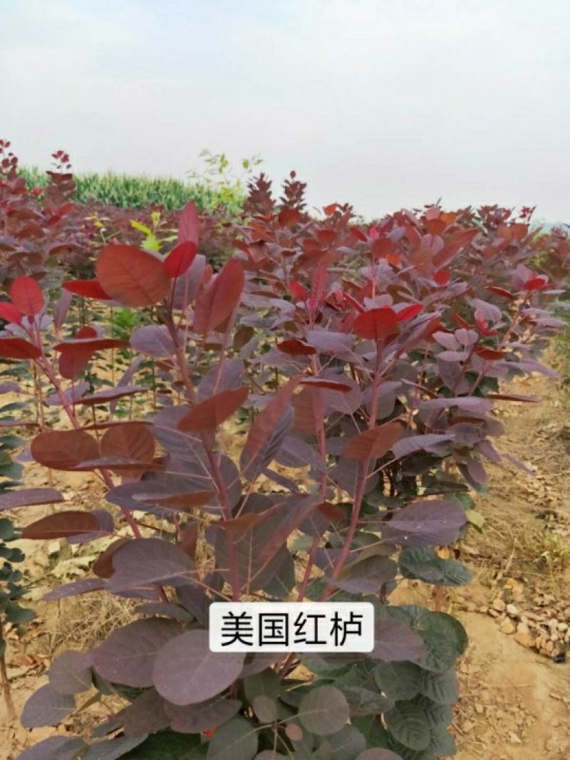 专业培育美国红栌技术指导苗圃直销量大从优