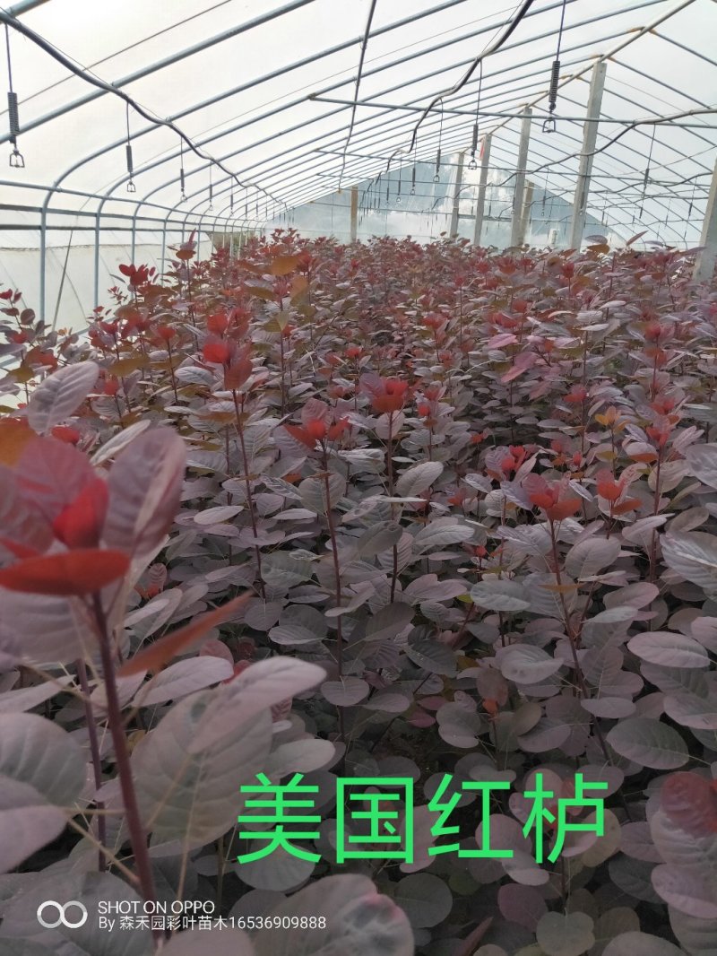 专业培育美国红栌技术指导苗圃直销量大从优