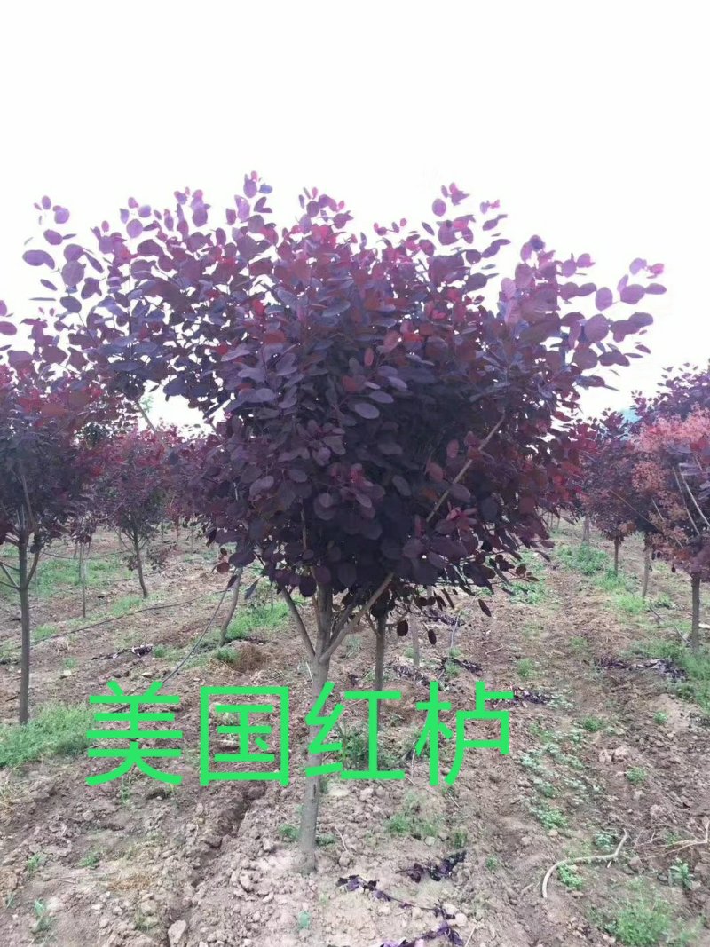 专业培育美国红栌技术指导苗圃直销量大从优