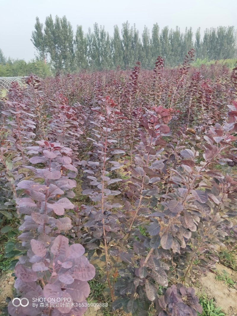 专业培育美国红栌技术指导苗圃直销量大从优