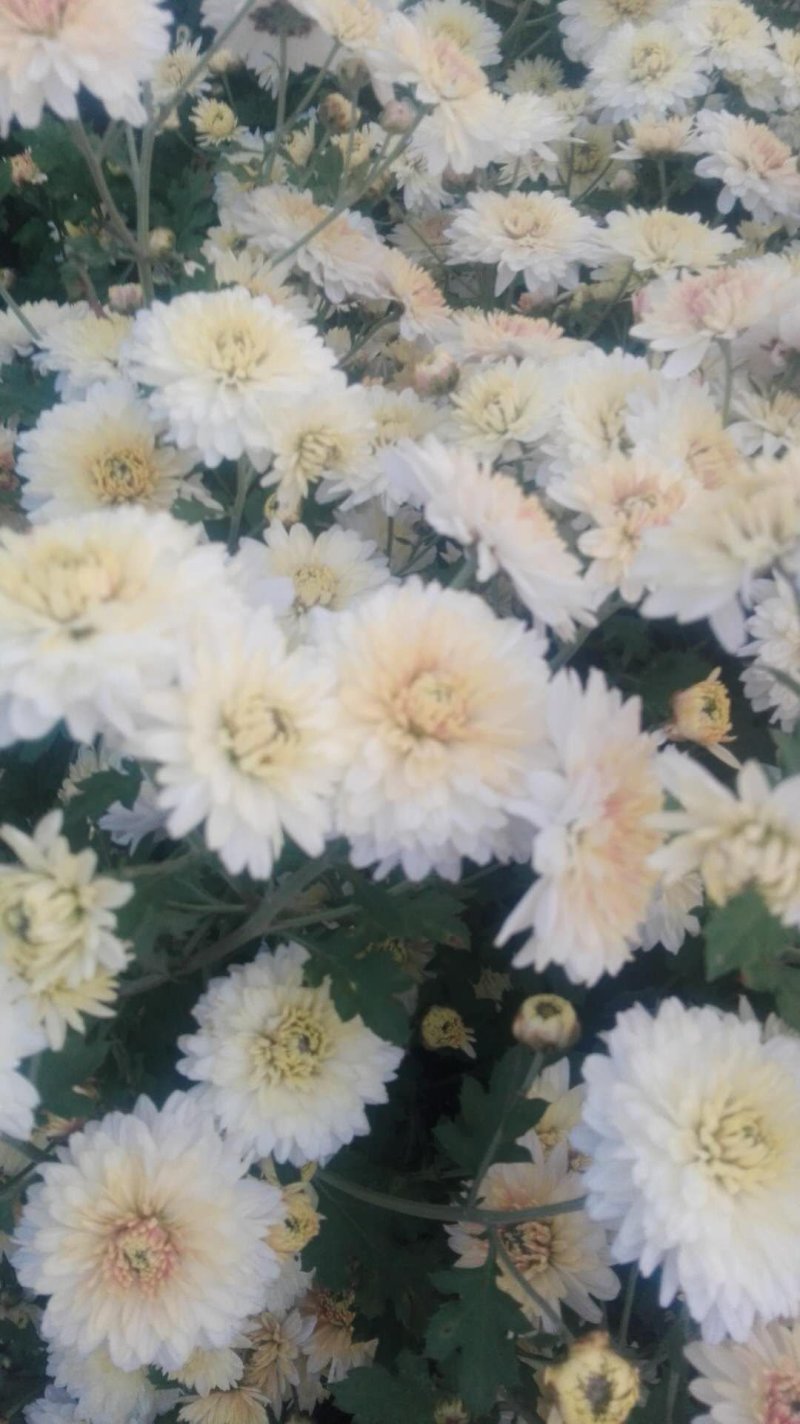 九月药菊