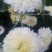 九月药菊