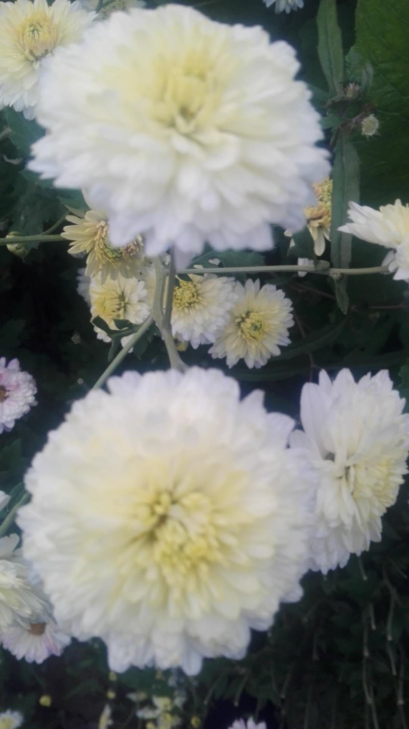 九月药菊