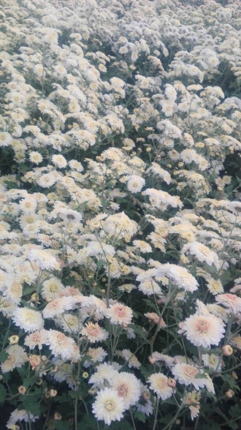 九月药菊