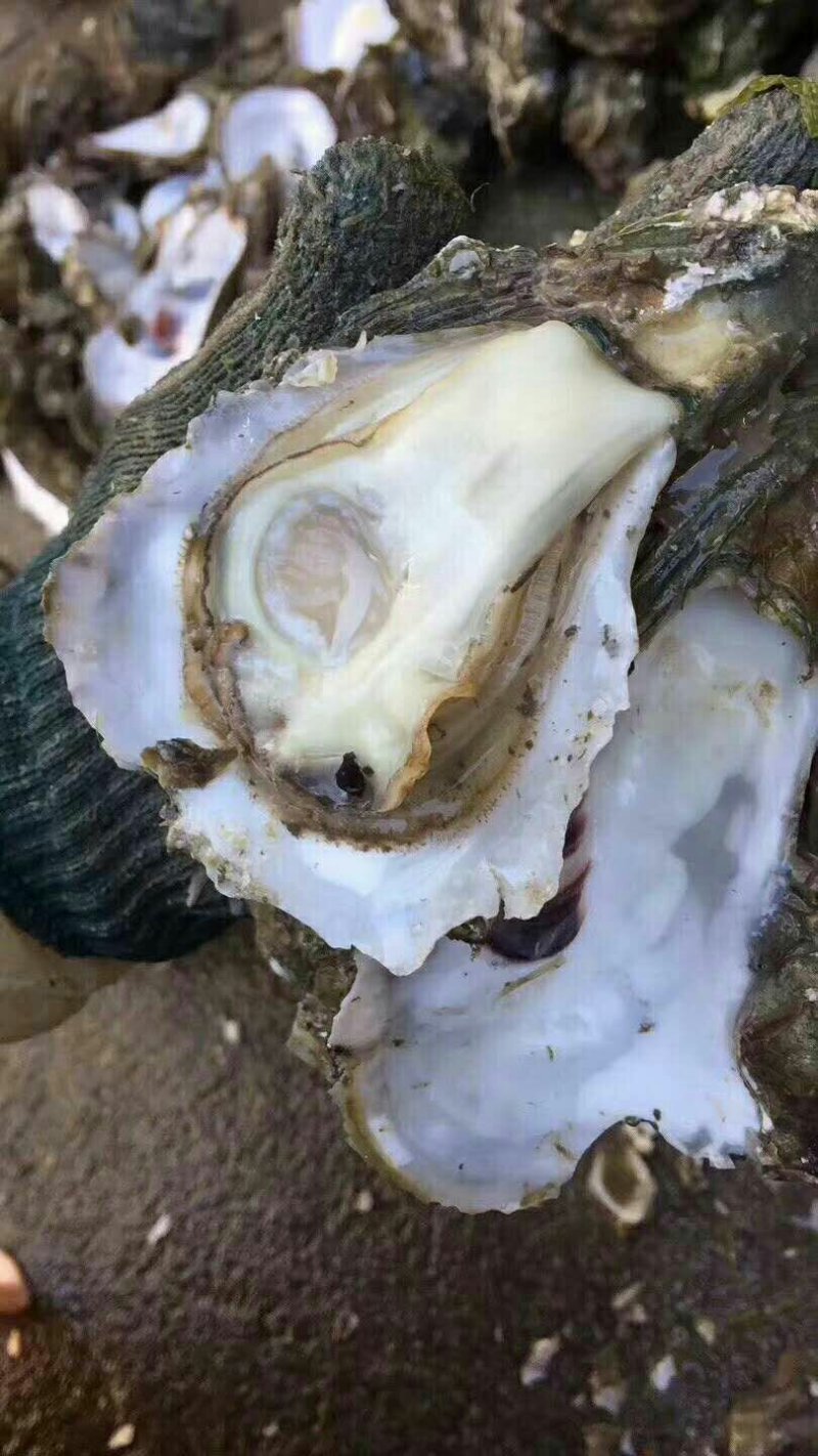 生蚝鲜活全壳烧烤牡蛎高压锅生蚝带壳生吃品质脆蚝