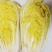忻州白菜北京3号黄心白菜大量上市质量好代发全国市场档口