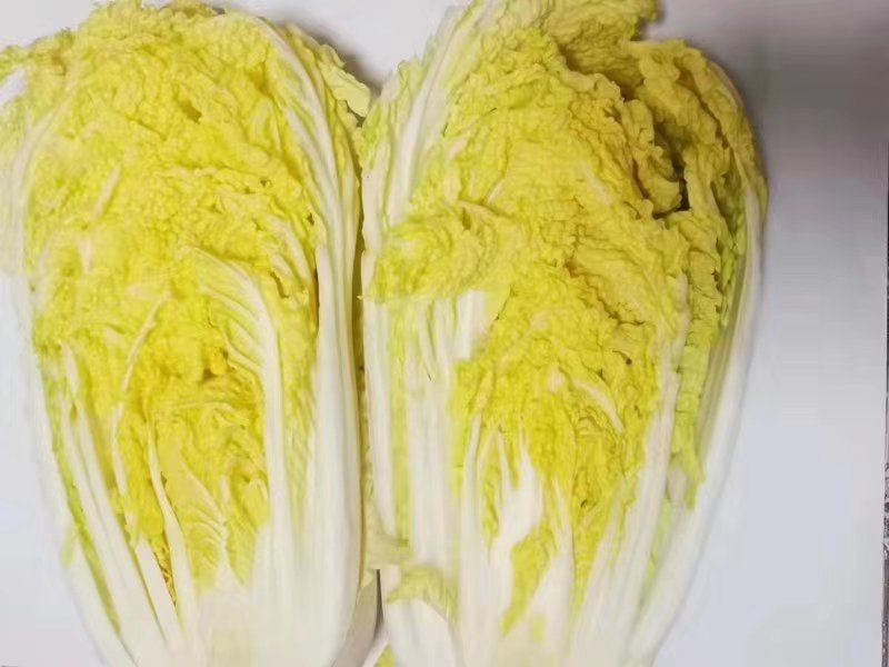 忻州白菜北京3号黄心白菜大量上市质量好代发全国市场档口