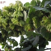 榛子树苗种植基地大量现货供应可以实地考察