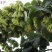 榛子树苗种植基地大量现货供应可以实地考察