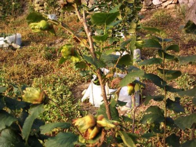 榛子树苗种植基地大量现货供应可以实地考察