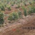 榛子树苗种植基地大量现货供应可以实地考察