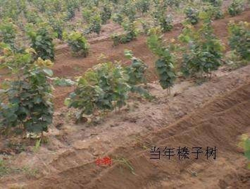 榛子树苗种植基地大量现货供应可以实地考察