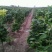 榛子树苗种植基地大量现货供应可以实地考察
