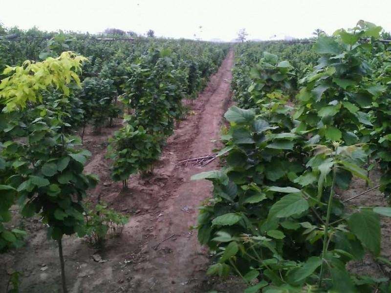 榛子树苗种植基地大量现货供应可以实地考察