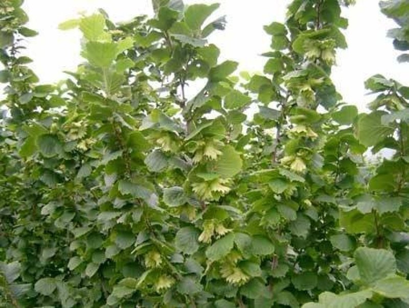 榛子树苗种植基地大量现货供应可以实地考察